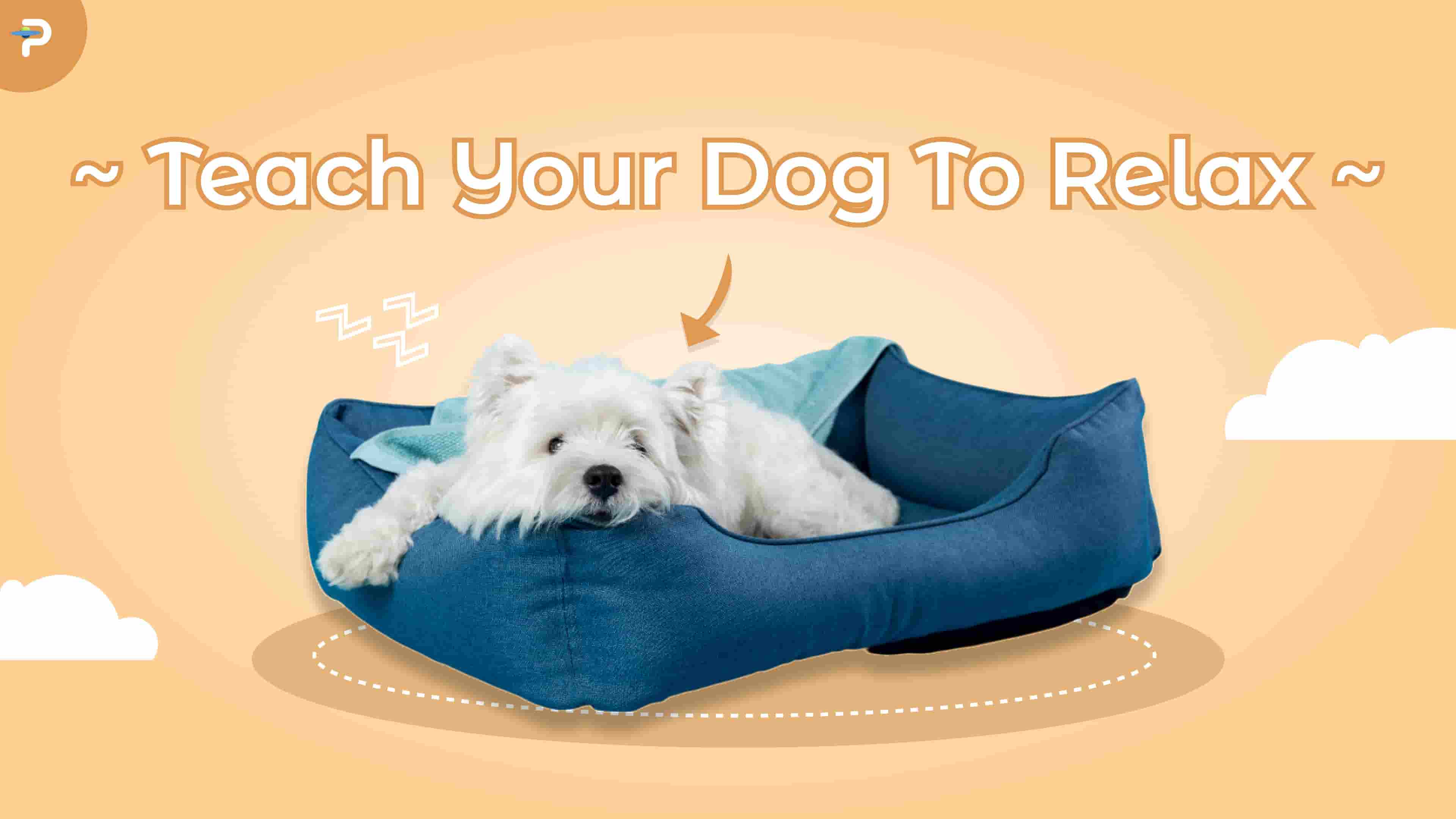 Building the Ultimate "Calm Kit" for Your High-Energy Dog