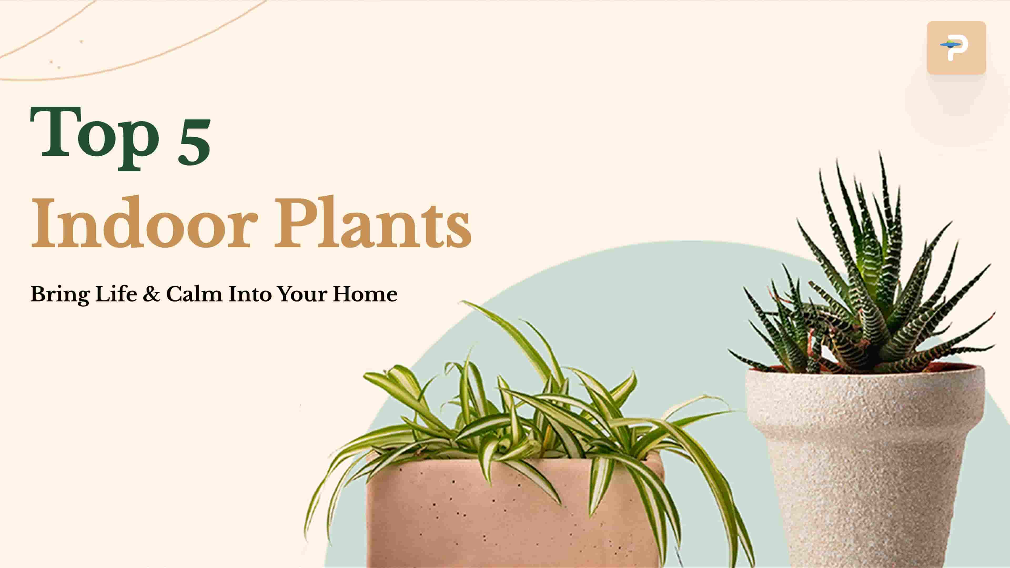 Top 5 Indoor Plants to Bring Life and Calm Into Your Home