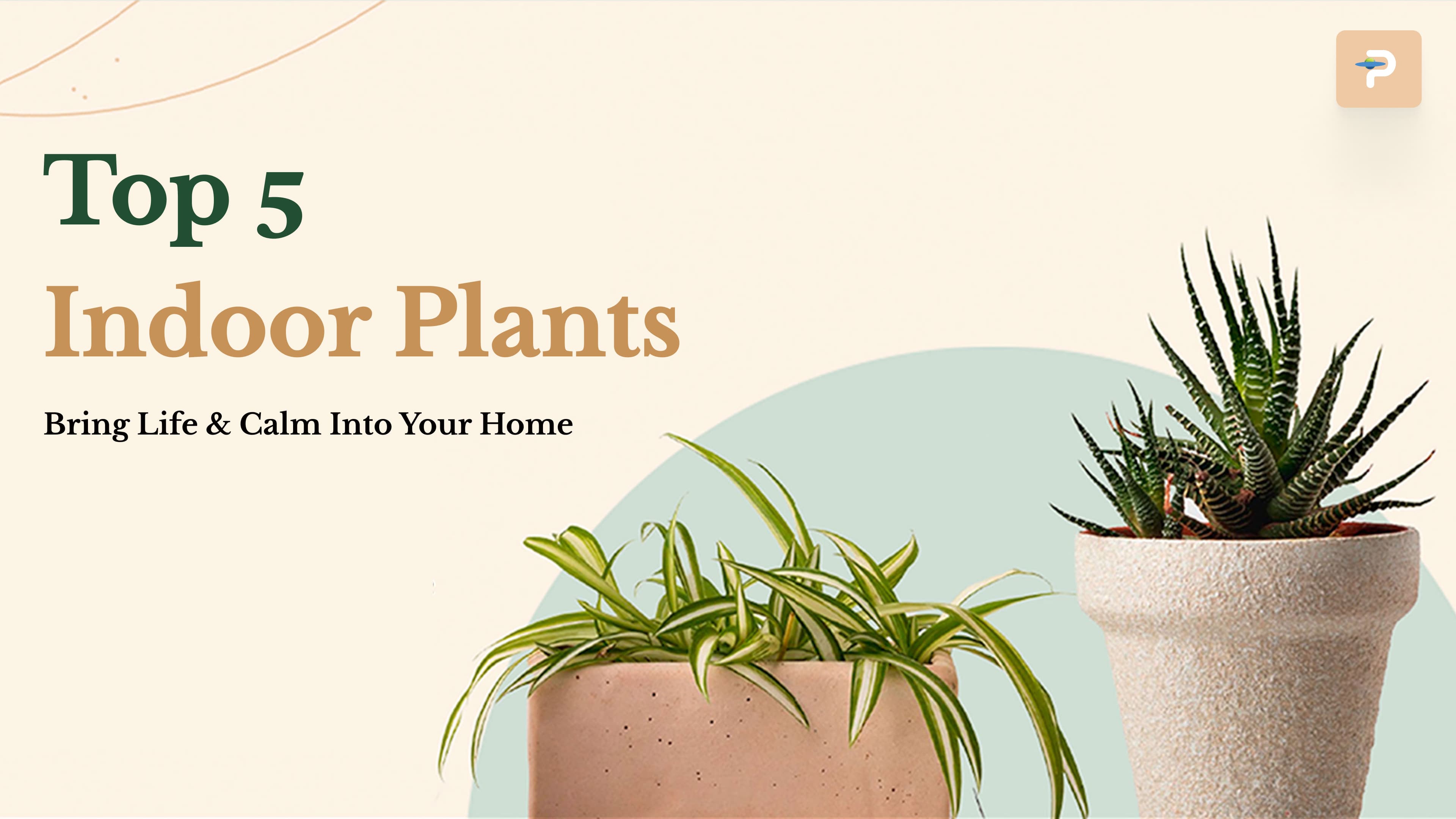 top-5-indoor-plants-to-bring-life-and-calm-into-your-home